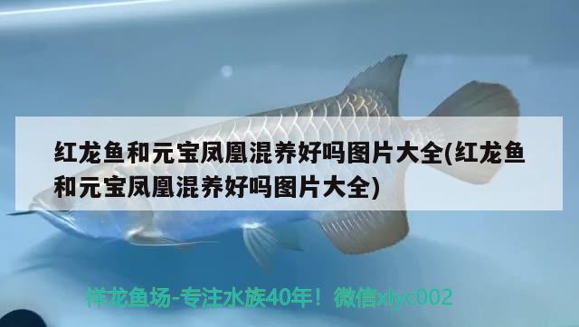 紅龍魚和元寶鳳凰混養(yǎng)好嗎圖片大全(紅龍魚和元寶鳳凰混養(yǎng)好嗎圖片大全) 元寶鳳凰魚百科