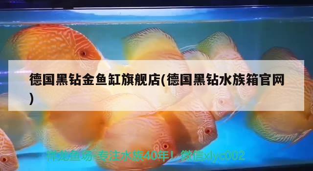 城陽區(qū)巨金卉水族店 全國水族館企業(yè)名錄 第2張