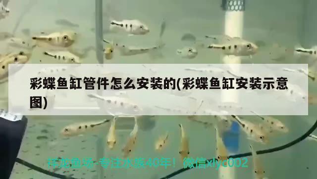 彩蝶魚缸管件怎么安裝的(彩蝶魚缸安裝示意圖)