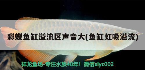 彩蝶魚缸溢流區(qū)聲音大(魚缸虹吸溢流) 黃金招財(cái)貓魚