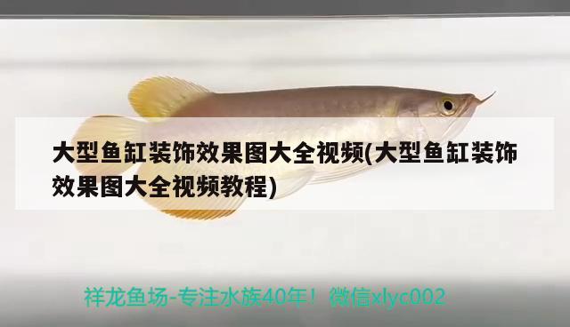 大型魚缸裝飾效果圖大全視頻(大型魚缸裝飾效果圖大全視頻教程) 狗頭魚