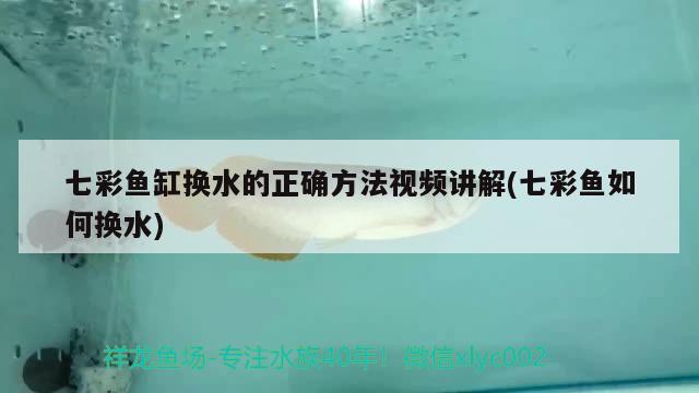 七彩魚缸換水的正確方法視頻講解(七彩魚如何換水) 巴西亞魚