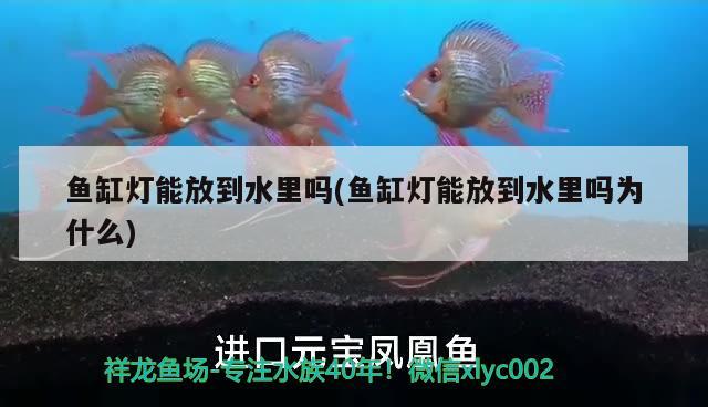 魚缸燈能放到水里嗎(魚缸燈能放到水里嗎為什么)