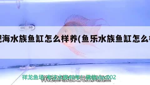 觀海水族魚缸怎么樣養(yǎng)(魚樂水族魚缸怎么樣)