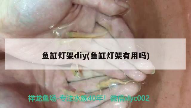 魚缸燈架diy(魚缸燈架有用嗎) 財(cái)神鸚鵡魚