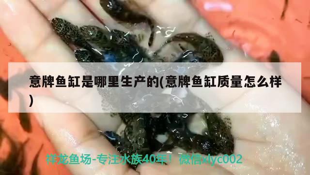 意牌魚缸是哪里生產(chǎn)的(意牌魚缸質(zhì)量怎么樣) 羽毛刀魚苗