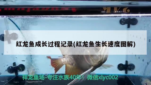 紅龍魚(yú)成長(zhǎng)過(guò)程記錄(紅龍魚(yú)生長(zhǎng)速度圖解)