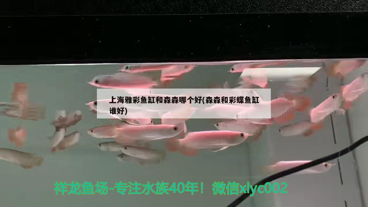 上海雅彩魚缸和森森哪個好(森森和彩蝶魚缸誰好) 廣州水族批發(fā)市場