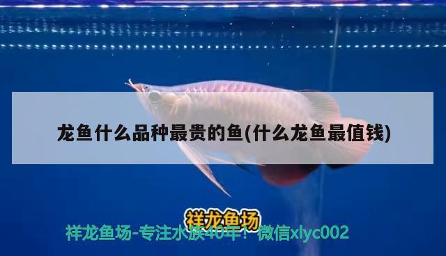 龍魚什么品種最貴的魚(什么龍魚最值錢)