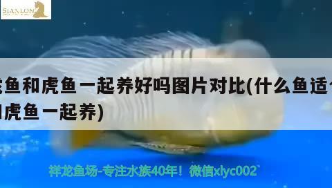 龍魚和虎魚一起養(yǎng)好嗎圖片對比(什么魚適合和虎魚一起養(yǎng)) 虎魚百科