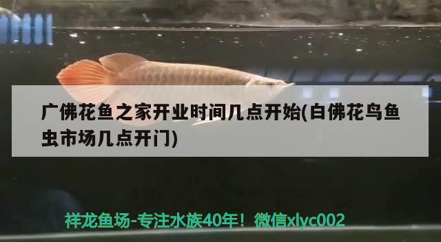 小型海魚觀賞魚（常溫水養(yǎng)什么樣的觀賞魚） BD魟魚 第1張