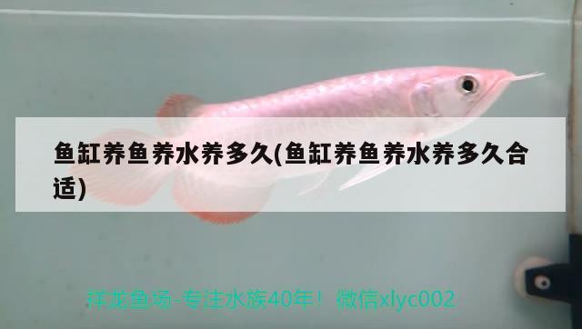 魚缸養(yǎng)魚養(yǎng)水養(yǎng)多久(魚缸養(yǎng)魚養(yǎng)水養(yǎng)多久合適) 黑帝王魟魚