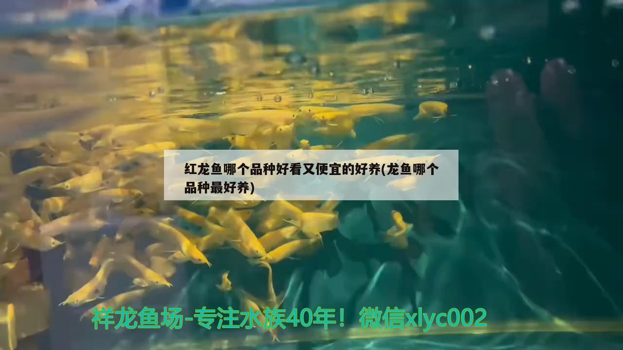 紅龍魚哪個品種好看又便宜的好養(yǎng)(龍魚哪個品種最好養(yǎng)) 粗線銀版魚