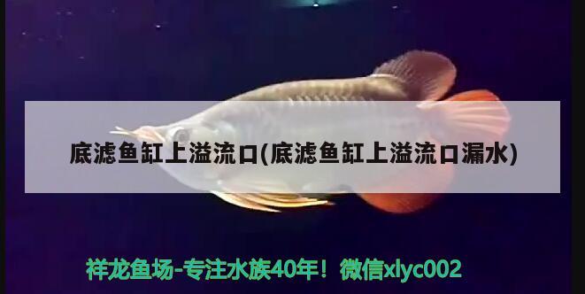 雷龍魚能和金魚混養(yǎng)嗎：雷龍能和金龍魚一起混養(yǎng)嗎 養(yǎng)魚的好處 第1張