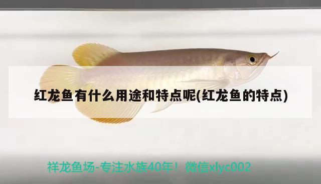 七彩雷龍魚水溫多少合適（七彩雷龍魚水溫多少合適養(yǎng)）