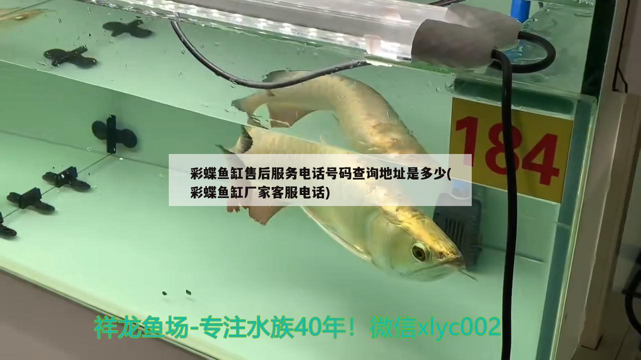 彩蝶魚缸售后服務(wù)電話號(hào)碼查詢地址是多少(彩蝶魚缸廠家客服電話) 藍(lán)底過(guò)背金龍魚