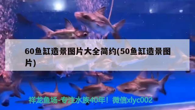 彩蝶魚(yú)缸水位多高合適養(yǎng)魚(yú)（ 彩蝶魚(yú)缸怎么放水） 綠皮皇冠豹魚(yú)