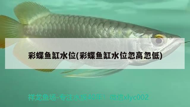 彩蝶魚缸水位(彩蝶魚缸水位忽高忽低) 紅老虎魚 第1張