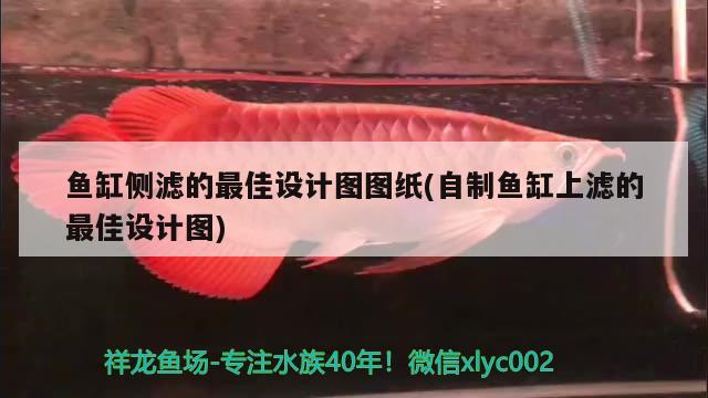 魚缸側(cè)濾的最佳設(shè)計(jì)圖圖紙(自制魚缸上濾的最佳設(shè)計(jì)圖) 稀有金龍魚