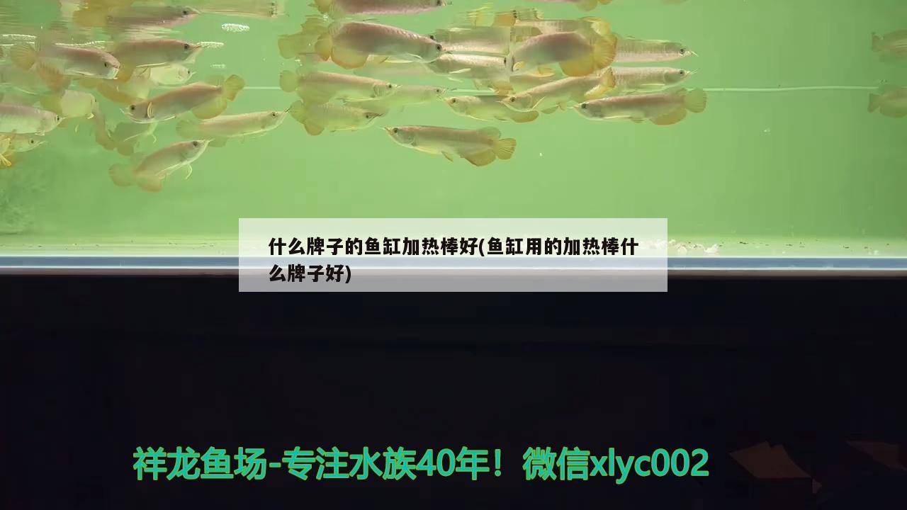 什么牌子的魚缸加熱棒好(魚缸用的加熱棒什么牌子好) 黃鰭鯧魚