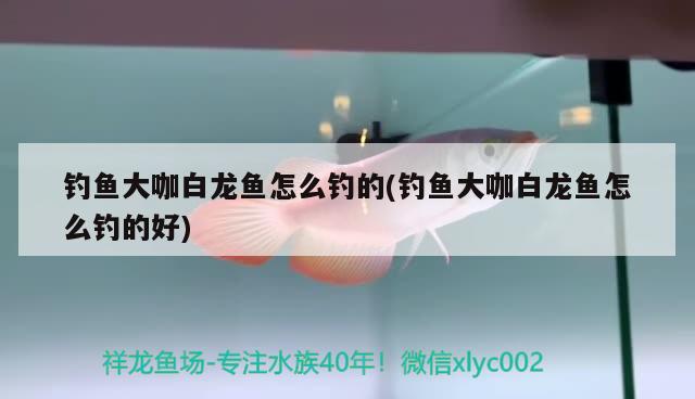 釣魚大咖白龍魚怎么釣的(釣魚大咖白龍魚怎么釣的好) 垂釣樂(lè)園