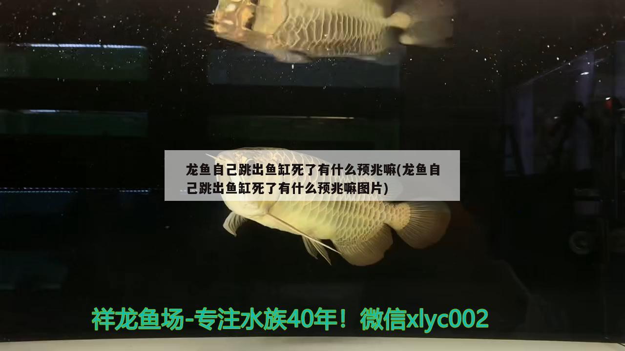 龍魚(yú)自己跳出魚(yú)缸死了有什么預(yù)兆嘛(龍魚(yú)自己跳出魚(yú)缸死了有什么預(yù)兆嘛圖片)