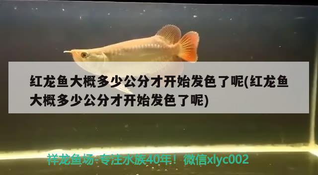 紅龍魚大概多少公分才開始發(fā)色了呢(紅龍魚大概多少公分才開始發(fā)色了呢)