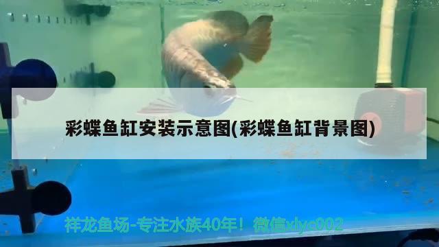 彩蝶魚缸安裝示意圖(彩蝶魚缸背景圖) 魚缸百科