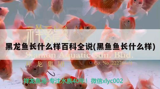 黑龍魚長(zhǎng)什么樣百科全說(shuō)(黑魚魚長(zhǎng)什么樣)