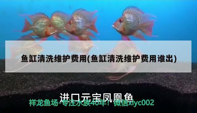 魚缸清洗維護(hù)費(fèi)用(魚缸清洗維護(hù)費(fèi)用誰出)