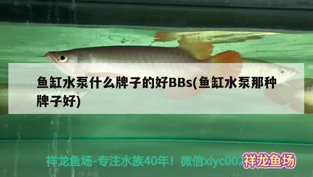 魚缸水泵什么牌子的好BBs(魚缸水泵那種牌子好)