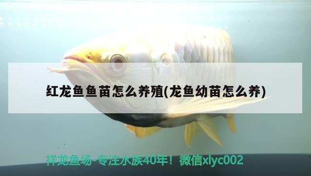 紅龍魚魚苗怎么養(yǎng)殖(龍魚幼苗怎么養(yǎng)) 白子銀版魚