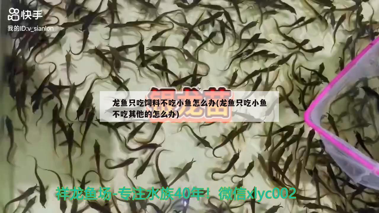 龍魚(yú)只吃飼料不吃小魚(yú)怎么辦(龍魚(yú)只吃小魚(yú)不吃其他的怎么辦)