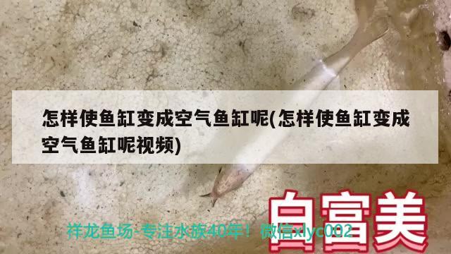 怎樣使魚缸變成空氣魚缸呢(怎樣使魚缸變成空氣魚缸呢視頻)