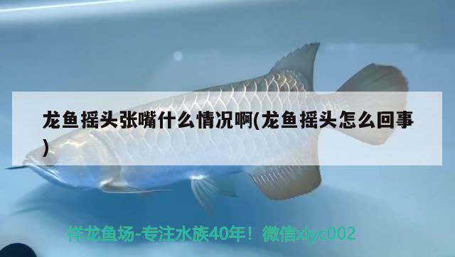 龍魚搖頭張嘴什么情況啊(龍魚搖頭怎么回事)