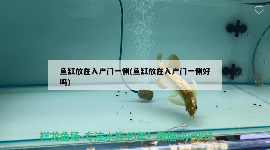 魚缸放在入戶門一側(cè)(魚缸放在入戶門一側(cè)好嗎) 斑馬鴨嘴魚苗