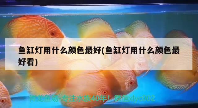 魚缸燈用什么顏色最好(魚缸燈用什么顏色最好看)