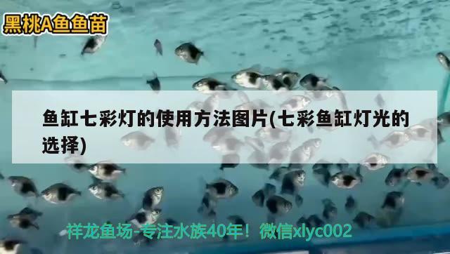 魚(yú)缸七彩燈的使用方法圖片(七彩魚(yú)缸燈光的選擇)