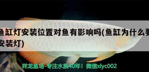 魚缸燈安裝位置對魚有影響嗎(魚缸為什么要安裝燈) 紅老虎魚