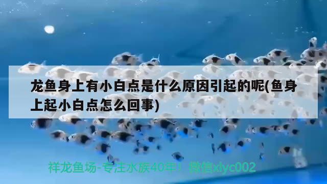 龍魚身上有小白點是什么原因引起的呢(魚身上起小白點怎么回事)