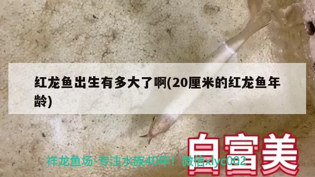 紅龍魚出生有多大了啊(20厘米的紅龍魚年齡) 福魟魟魚