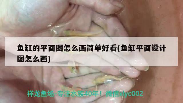 為什么 丹頂錦鯉 貴，三色丹頂錦鯉鑒定標準 丹頂錦鯉魚 第3張