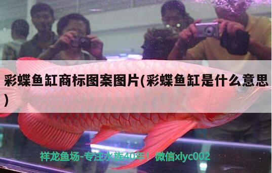 彩蝶魚缸商標(biāo)圖案圖片(彩蝶魚缸是什么意思) 白子球鯊魚