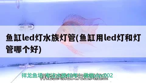 魚缸led燈水族燈管(魚缸用led燈和燈管哪個(gè)好) 圖騰金龍魚 第2張