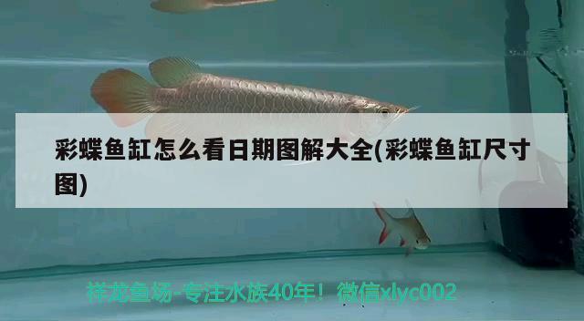 小型觀賞魚都有哪些(小型觀賞魚有哪些種類) 小型觀賞魚 第3張