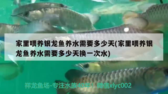 家里喂養(yǎng)銀龍魚養(yǎng)水需要多少天(家里喂養(yǎng)銀龍魚養(yǎng)水需要多少天換一次水)