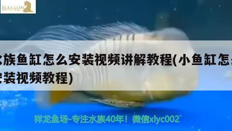 魚(yú)缸的魚(yú)晚上要關(guān)燈嗎(觀賞魚(yú)魚(yú)缸燈晚上要關(guān)嗎) 觀賞魚(yú)水族批發(fā)市場(chǎng)