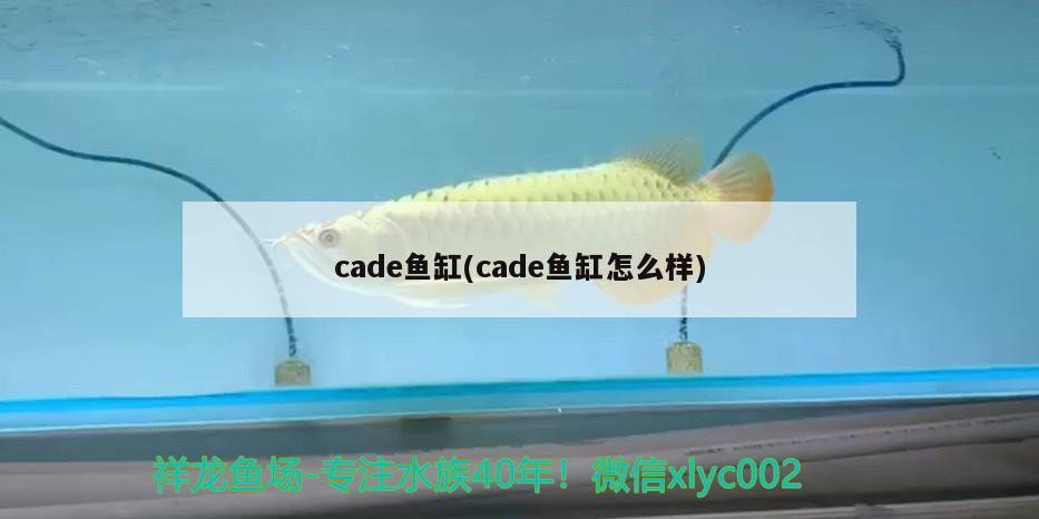 cade魚(yú)缸(cade魚(yú)缸怎么樣) 白子銀龍苗（黃化銀龍苗）