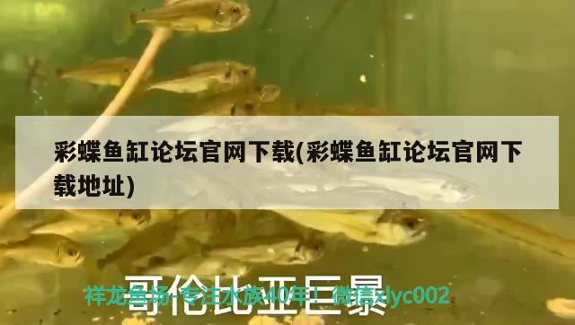 彩蝶魚(yú)缸論壇官網(wǎng)下載(彩蝶魚(yú)缸論壇官網(wǎng)下載地址) 紅魔王銀版魚(yú)