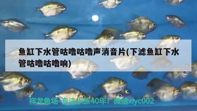 綏中縣天一閣貿(mào)易有限公司 觀賞魚企業(yè)目錄 第2張